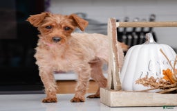 Yorkiepoo dogs for stud: Rose - Image 1
