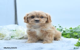 Shih Tzu dogs for sale: Norleen - Image 1
