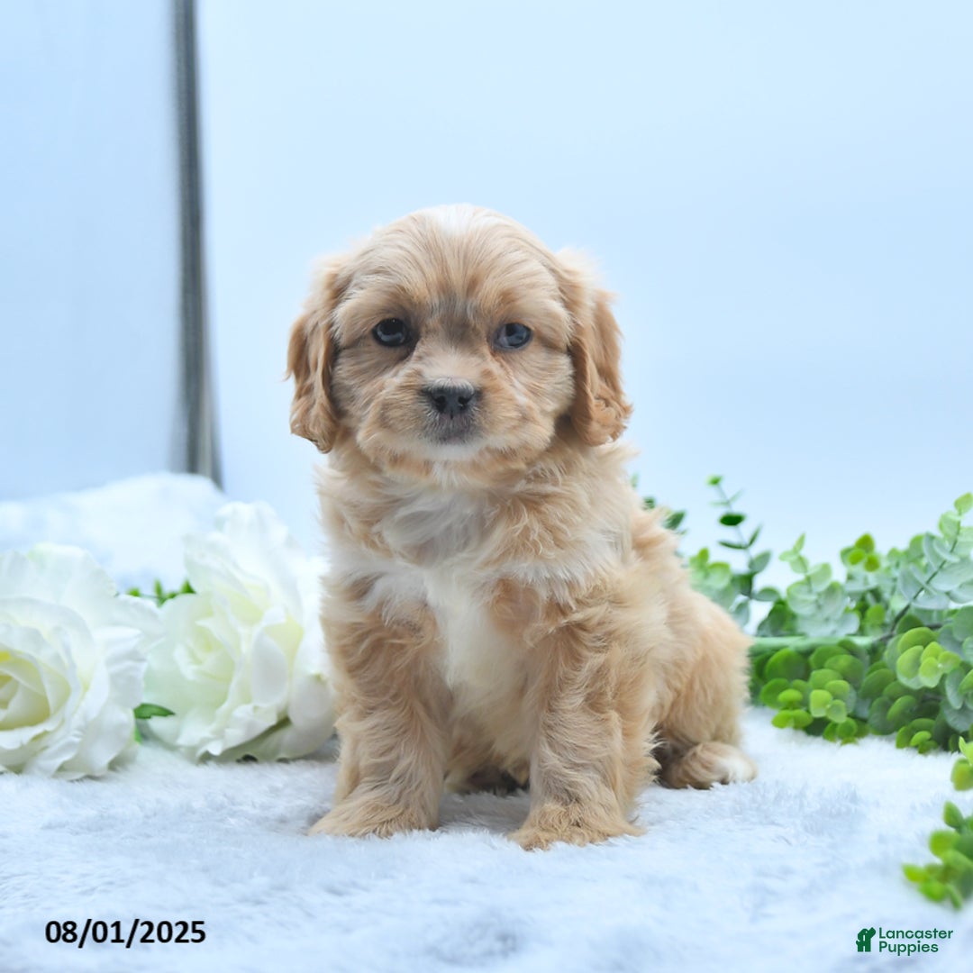 Shih Tzu dogs for sale: Norleen - Image 1
