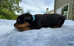Rottweiler dogs for sale: Light Blue Collar - Image 1