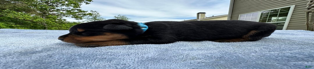 Light Blue Collar