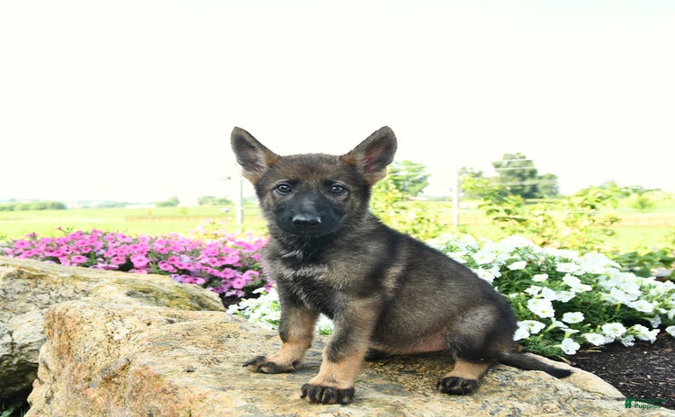 German Shepherd dogs - Advert 25