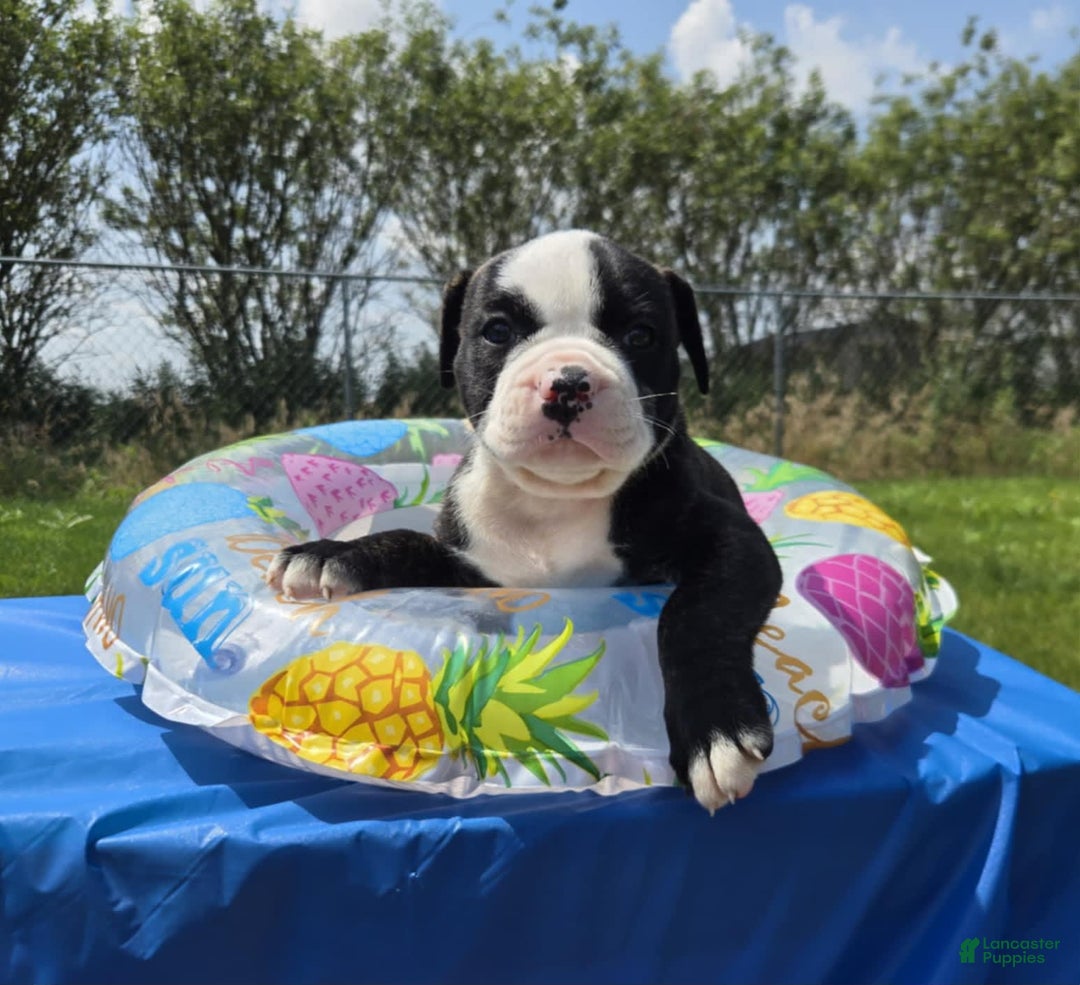 American Bulldog dogs for sale: Matilda - Image 12