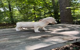 Miniature Dachshund dogs for sale: Sam - Image 4