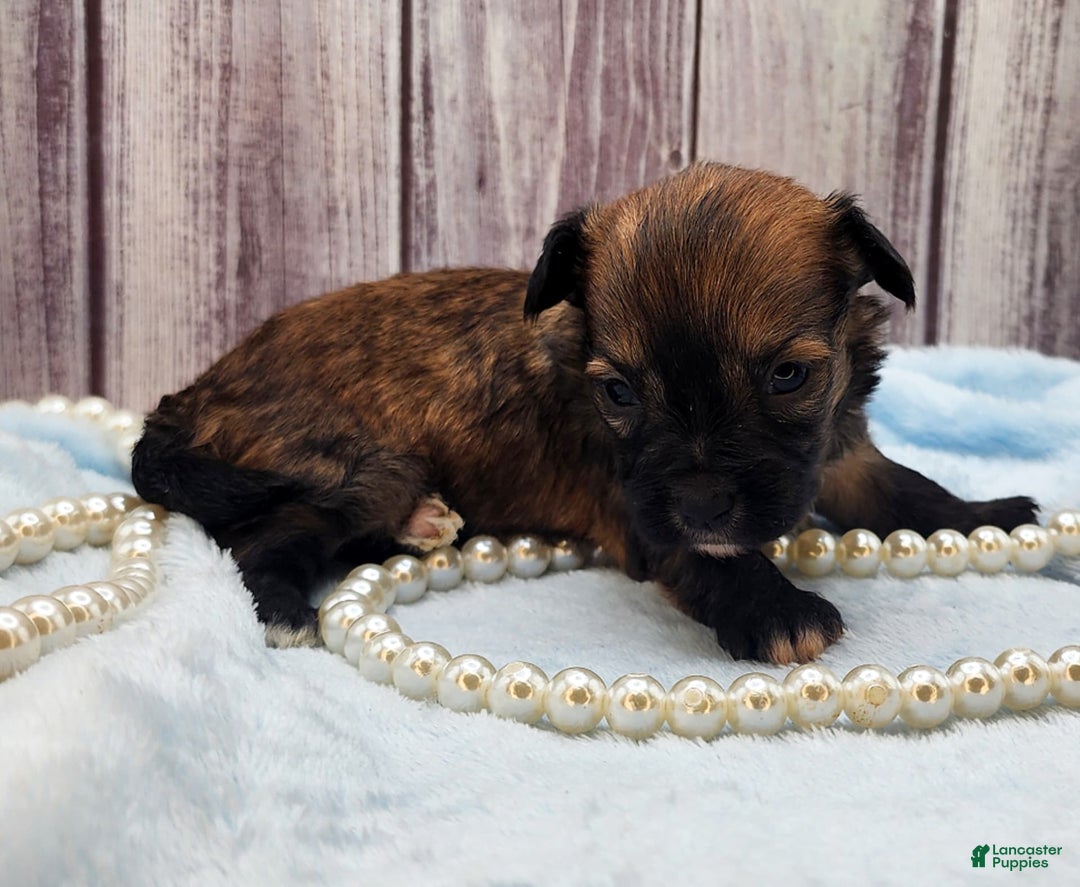 Chinese Crested dogs for sale: Raven - Image 8