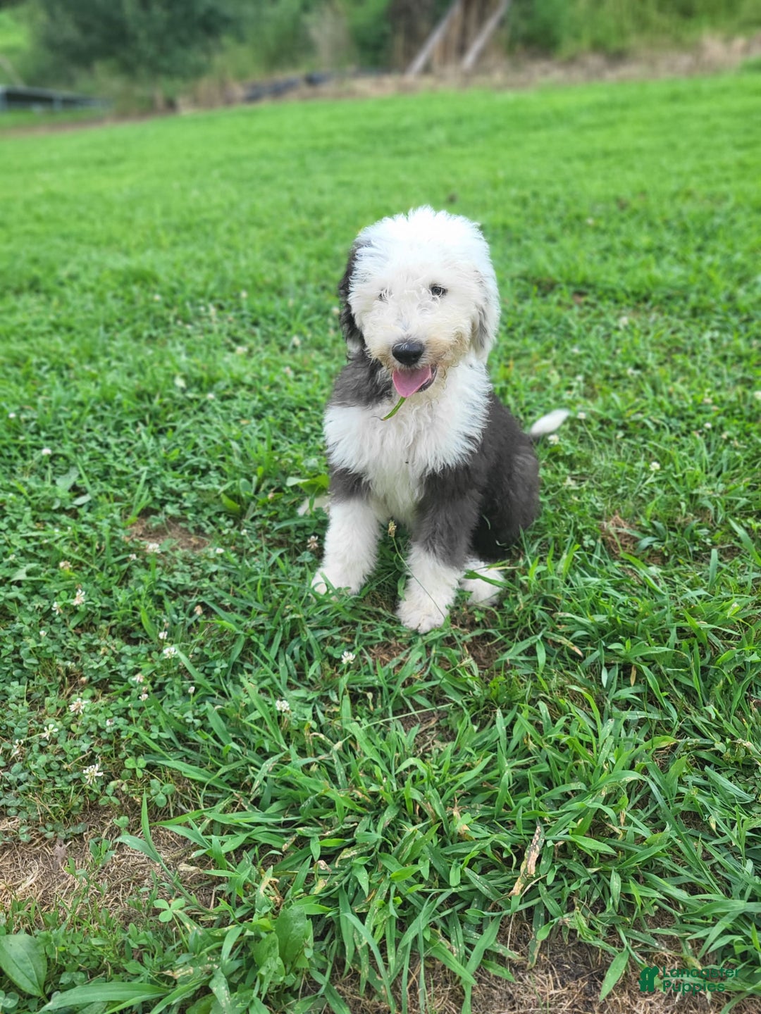 Old English Sheepdog dogs for sale: Aspen - Image 5