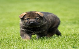 German Shepherd dogs for sale: Axel - Image 7