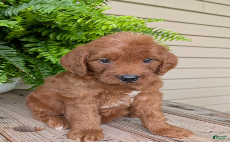 Mini Goldendoodle dogs for sale - Ad 5