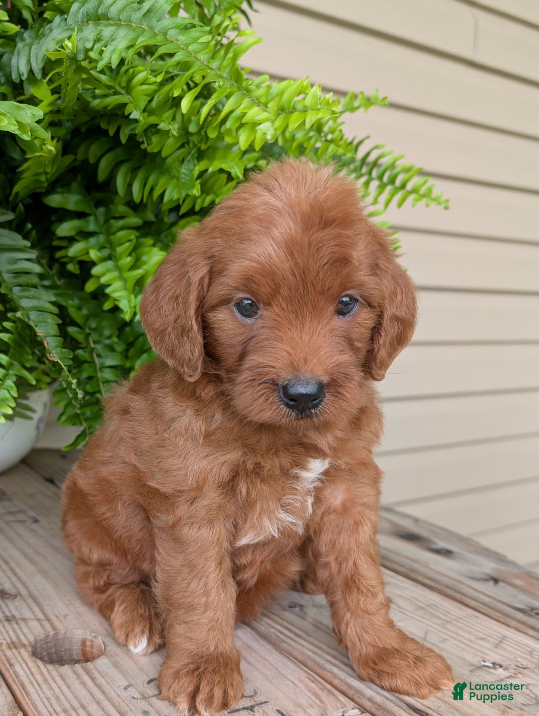 Mini Goldendoodle dogs for sale: Mini-wendy - Image 1