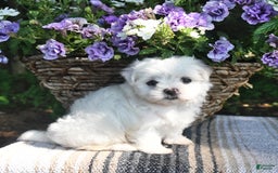 Maltese dogs for sale: Kyler - Image 5