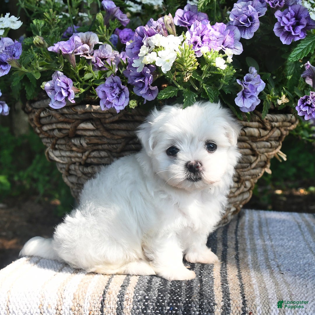 Maltese dogs for sale: Kyler - Image 5