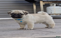 Pug dogs for sale: Bluebell - Image 1