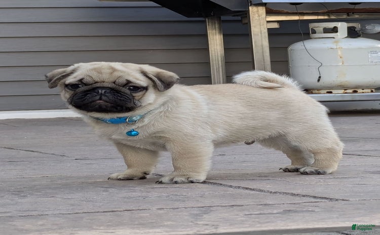 Pug dogs for sale - Ad 1