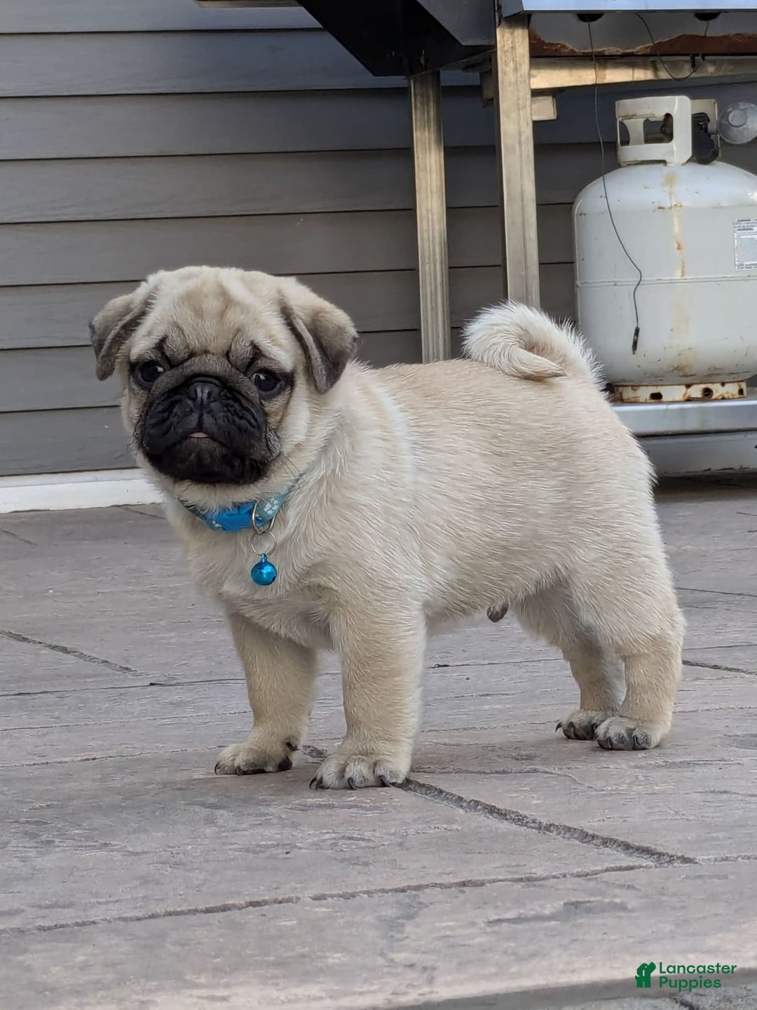 Pug dogs for sale: Bluebell - Image 1