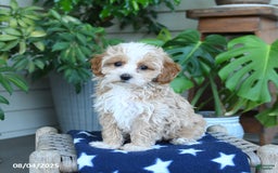 Maltipoo dogs for sale: Carrie - Image 1