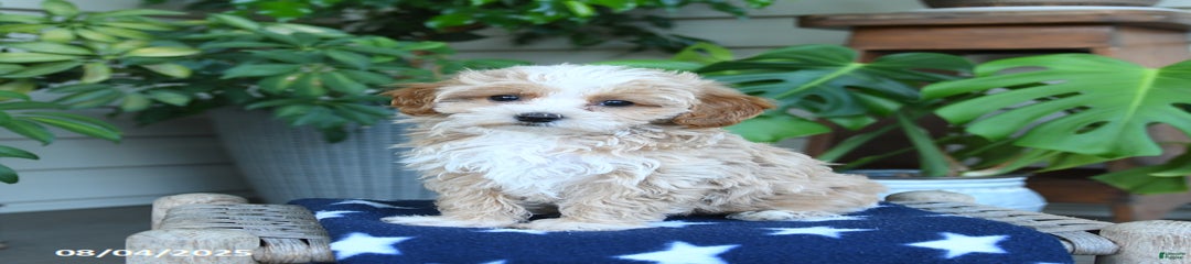 Carrie