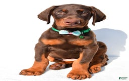 Doberman Pinscher dogs for sale: Toby - Image 3