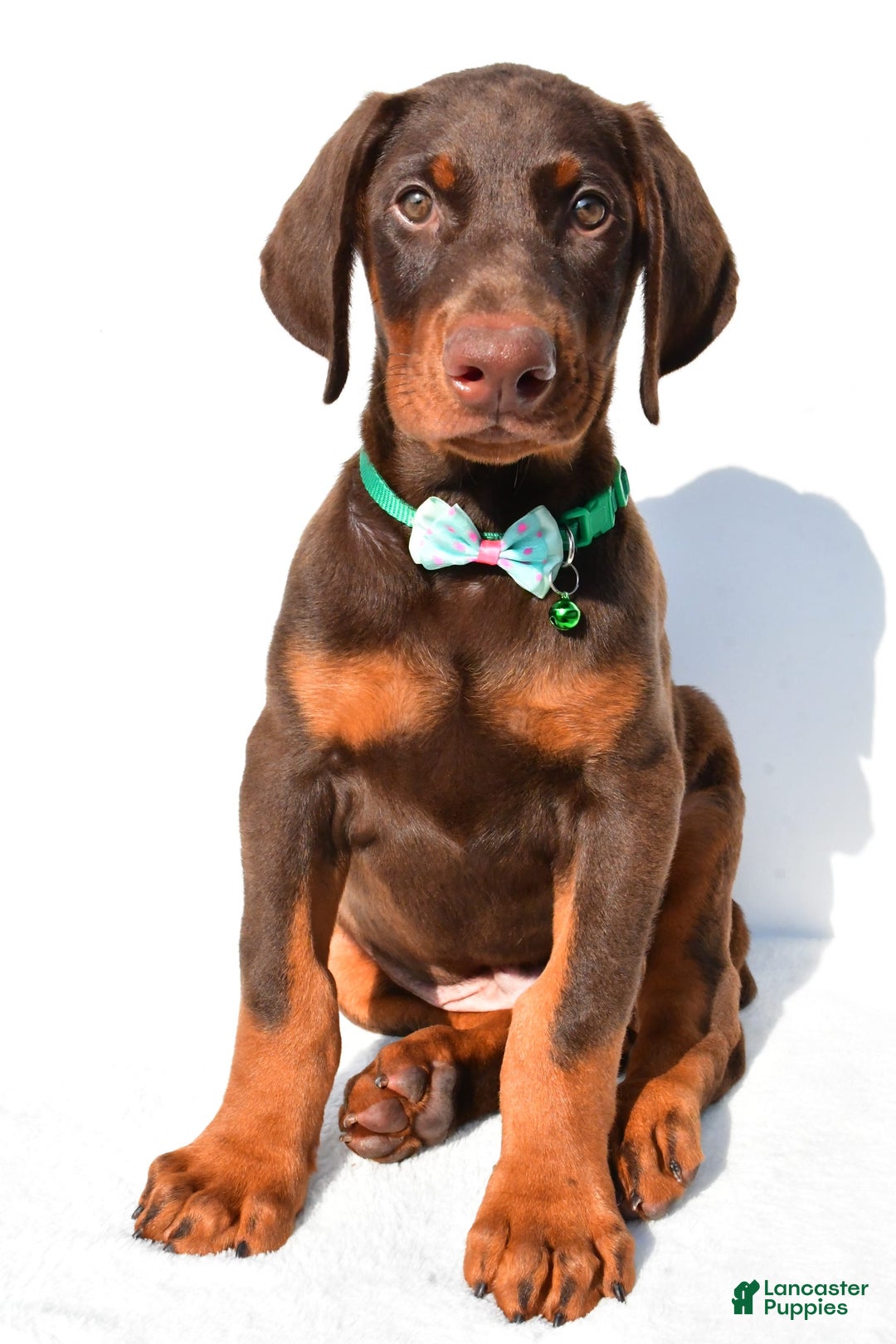Doberman Pinscher dogs for sale: Toby - Image 3