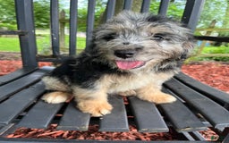Mini Aussiedoodle dogs for sale: Tulip - Image 10