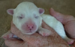 Maltese dogs for sale: Brooklyn - Image 14