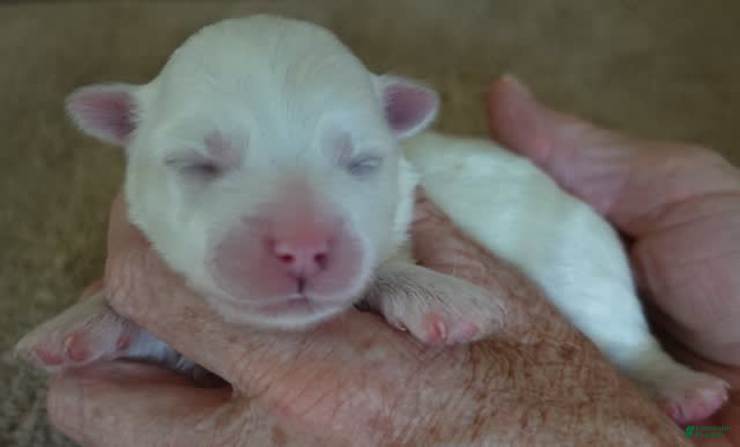 Maltese dogs for sale: Brooklyn - Image 14