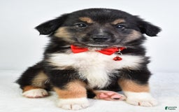 Miniature Australian Shepherd dogs for sale: Snickers - Image 6
