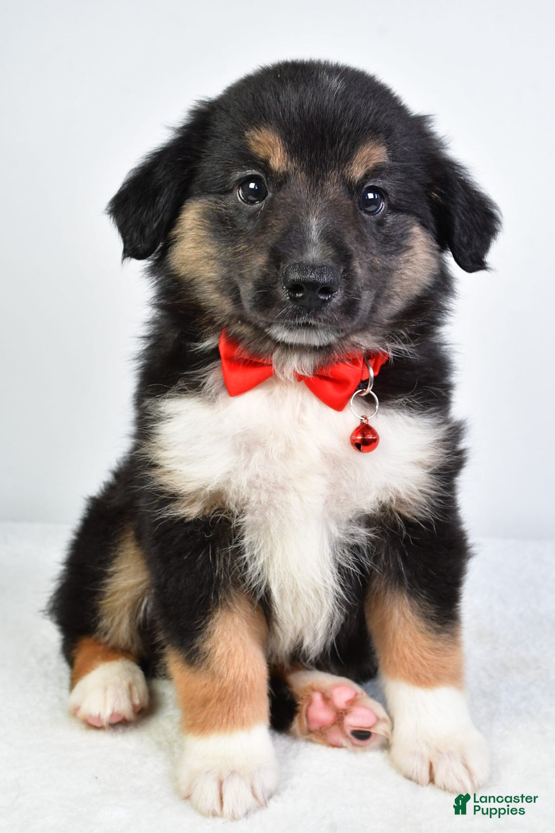 Miniature Australian Shepherd dogs for sale: Snickers - Image 6