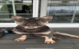 French Bulldog dogs for sale: Creamy - Image 7