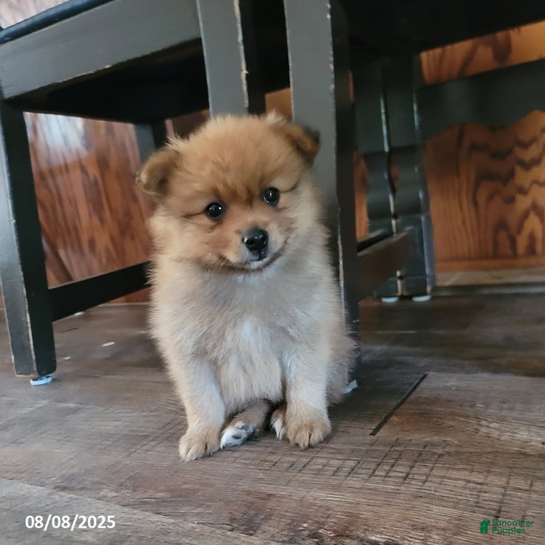 Pomeranian dogs for sale: Brad - Image 6
