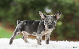 French Bulldog dogs for sale: Venus - Image 7