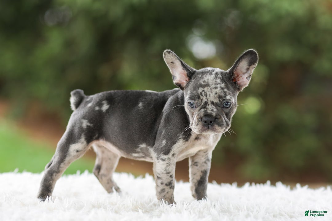 French Bulldog dogs for sale: Venus - Image 7