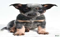 Australian Cattle Dog dogs for sale: Jasper - Image 4