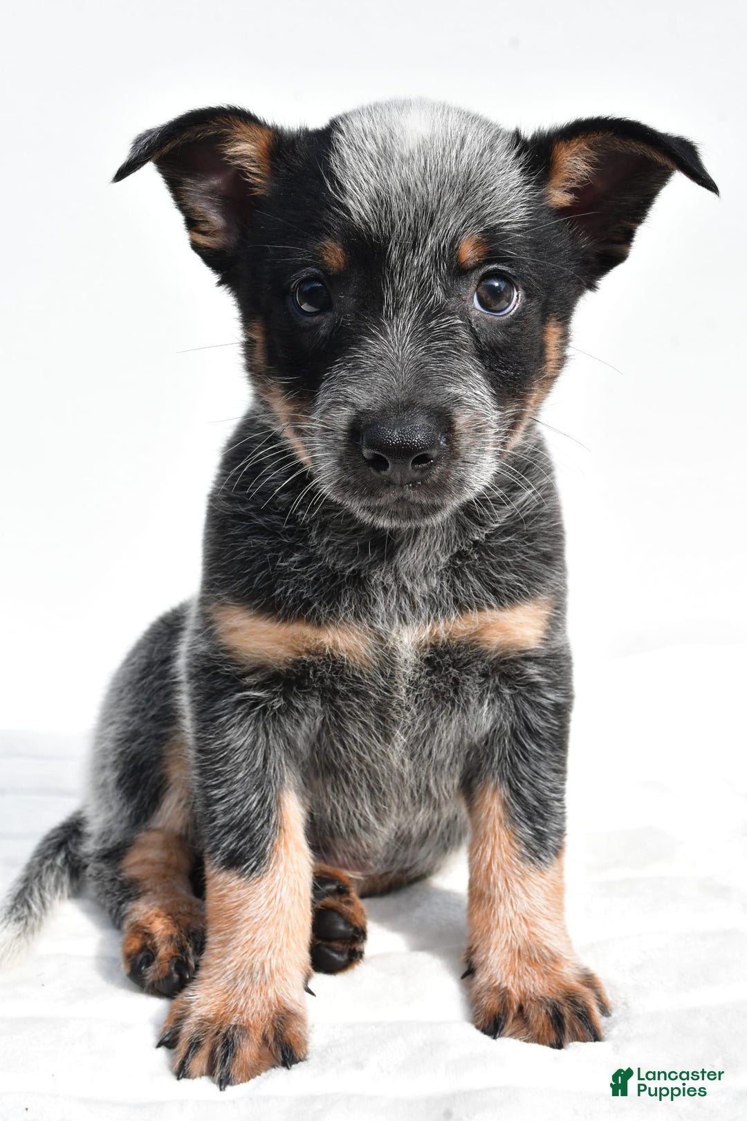 Australian Cattle Dog dogs for sale: Jasper - Image 4