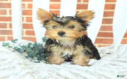Yorkshire Terrier dogs for sale: Bingo - Image 7