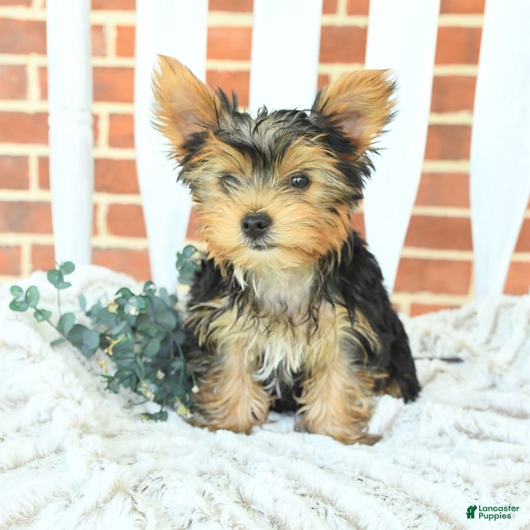 Yorkshire Terrier dogs for sale: Bingo - Image 7