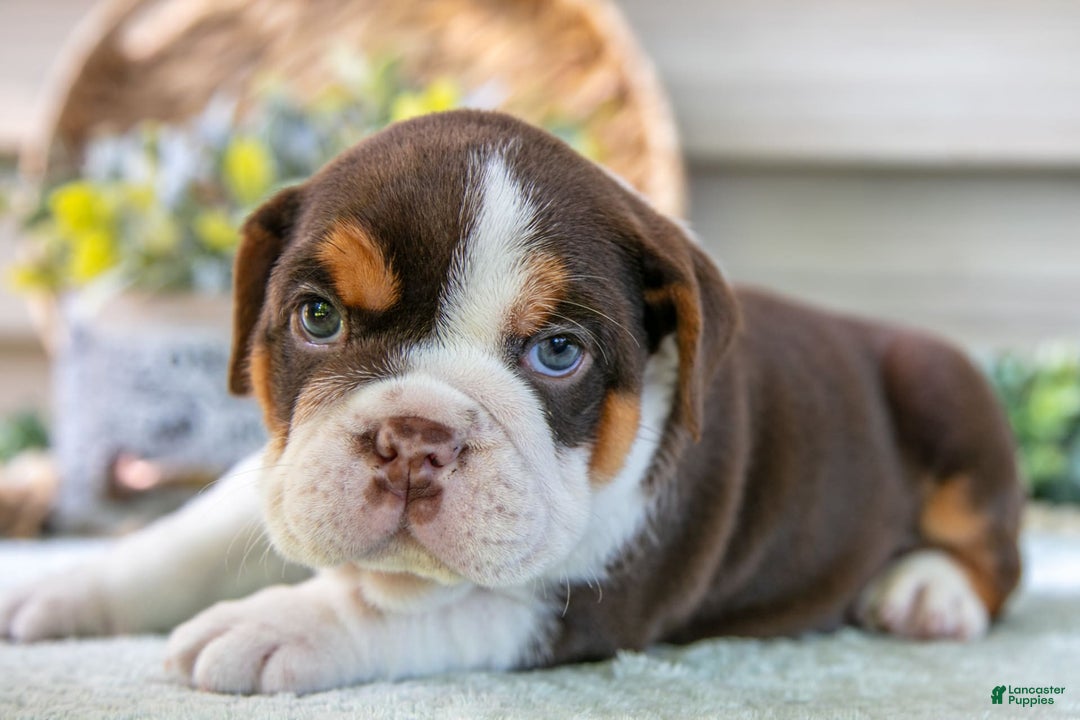 Beabull dogs for sale: Sierra - Image 3