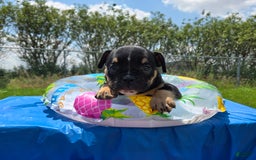 Olde English Bulldogge dogs for sale: George - Image 13