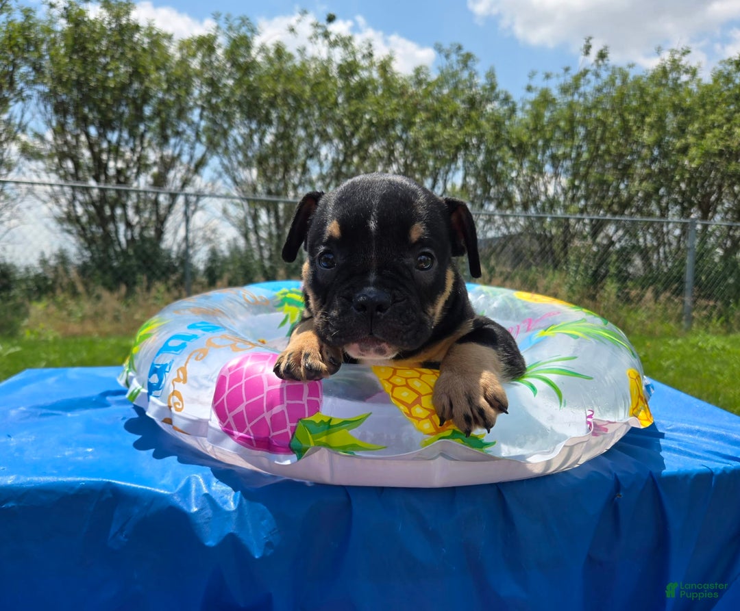 Olde English Bulldogge dogs for sale: George - Image 13