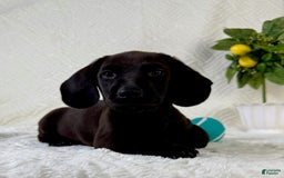 Miniature Dachshund dogs for sale: Miniature Dachshund 2 puppies - Image 7