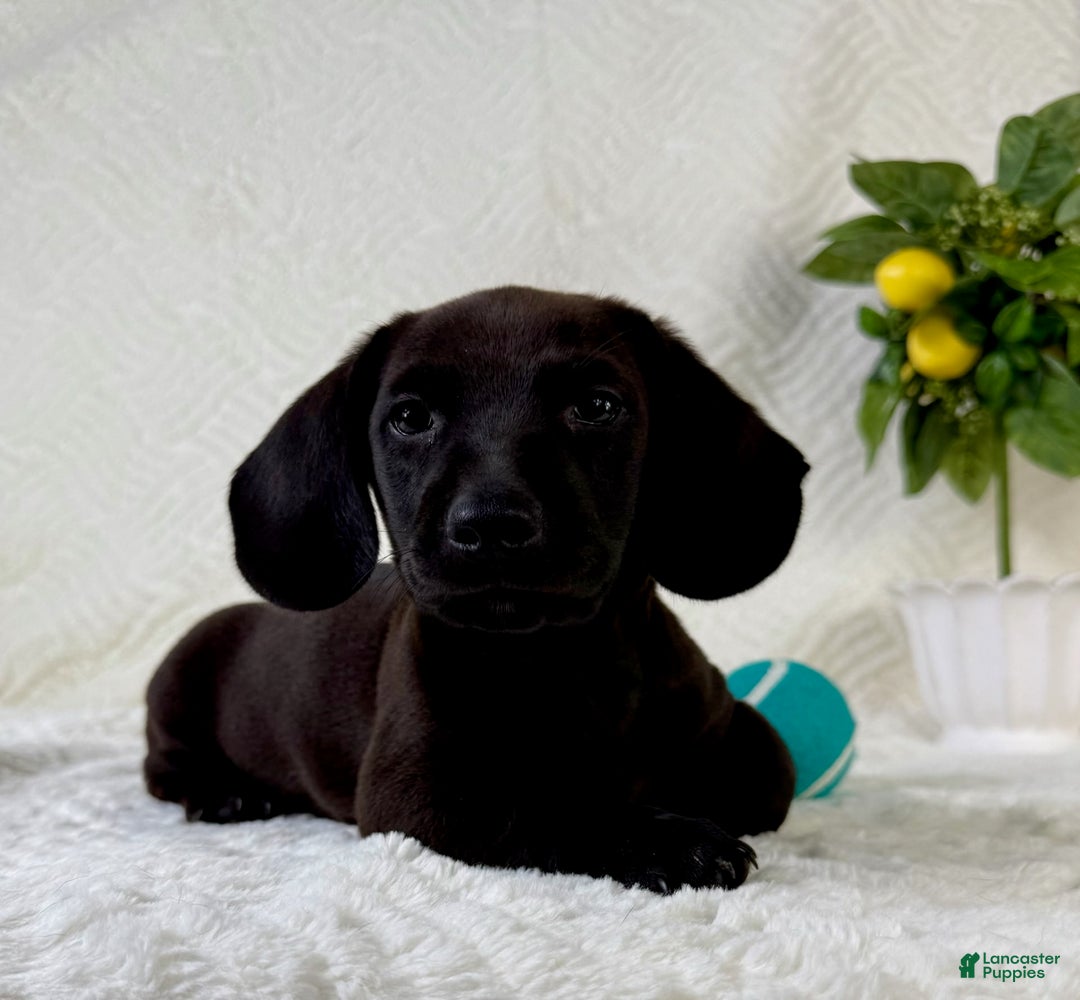 Miniature Dachshund dogs for sale: Miniature Dachshund 2 puppies - Image 7