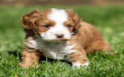 Cavapoo dogs for sale: Rusty - Image 6