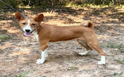 Basenji dogs for sale: Marti - Image 1
