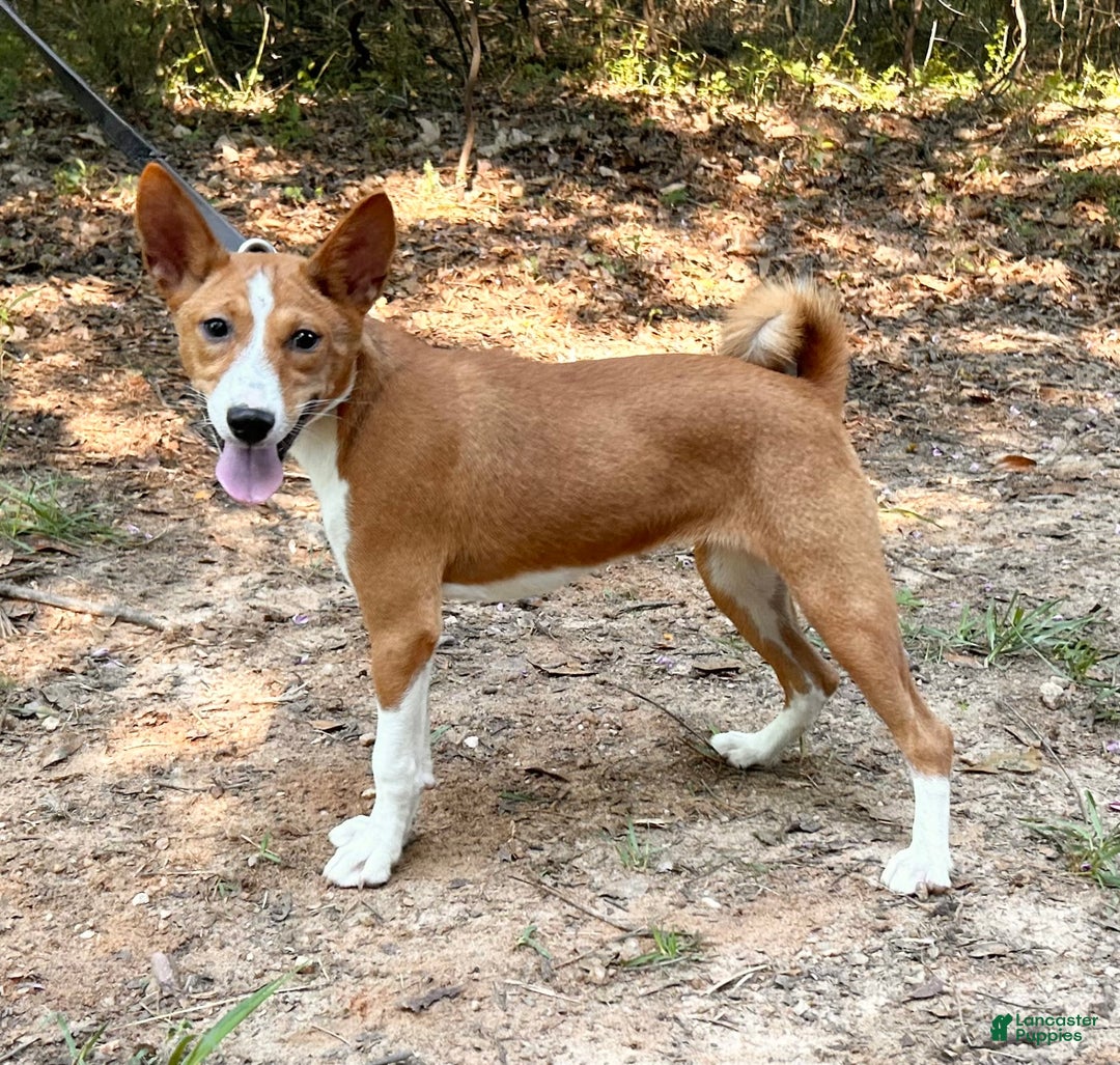 Basenji dogs for sale: Marti - Image 1