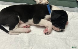 Great Dane dogs for sale: Blue Boy - Image 5