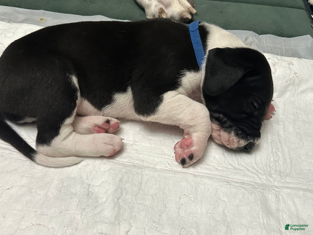 Great Dane dogs for sale: Blue Boy - Image 5
