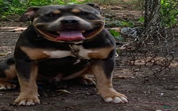 American Bully dogs for sale: Merl - Image 7