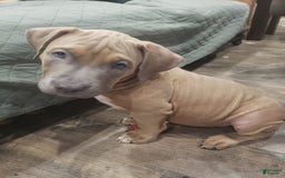 American Bully dogs for sale: Big Hoss - Image 62