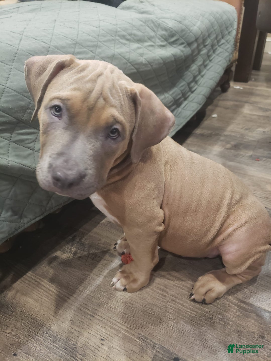 American Bully dogs for sale: Big Hoss - Image 62