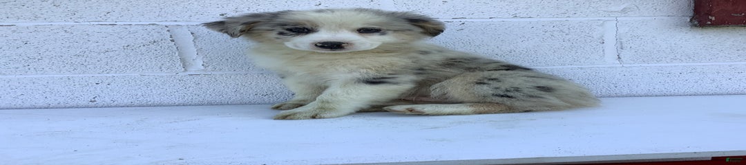 Baxter