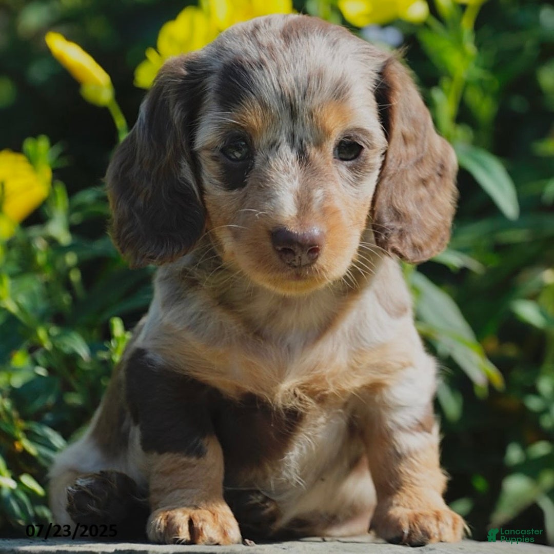Miniature Dachshund dogs for sale: Marci - Image 4